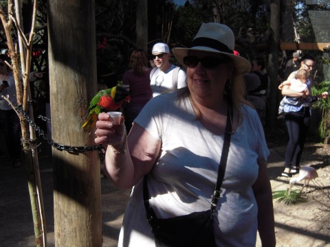 Brevard Zoo, Melbourne, Florida: Bird Enclosure