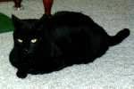 Black Cat Boomerang