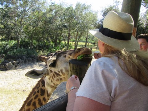Brevard Zoo, Melbourne, Florida: Giraffe